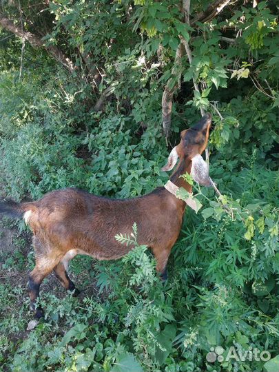 Нубийские козы