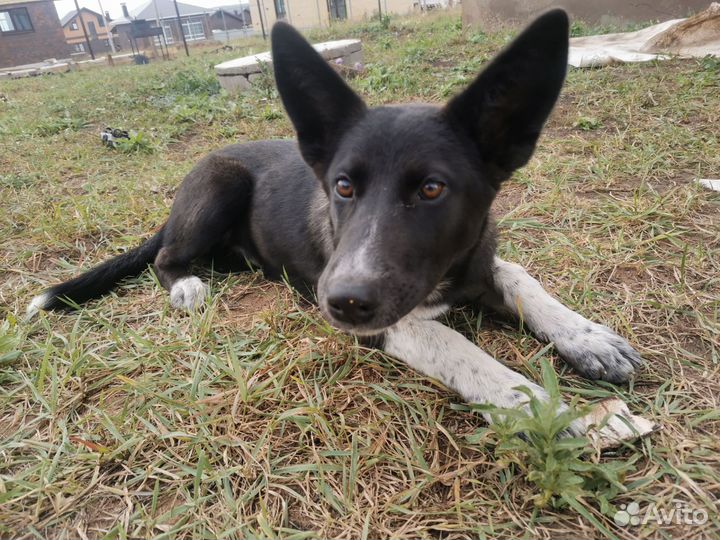 Собаки бесплатно в добрые руки