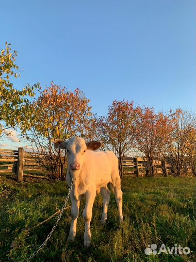 Телята бычки