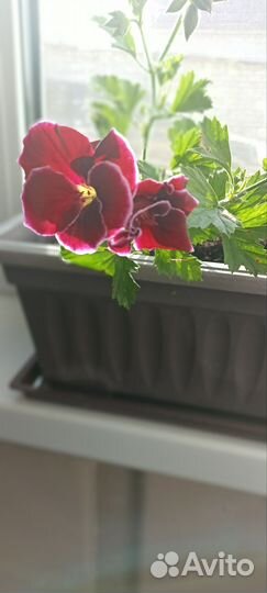 Комнатные цветы