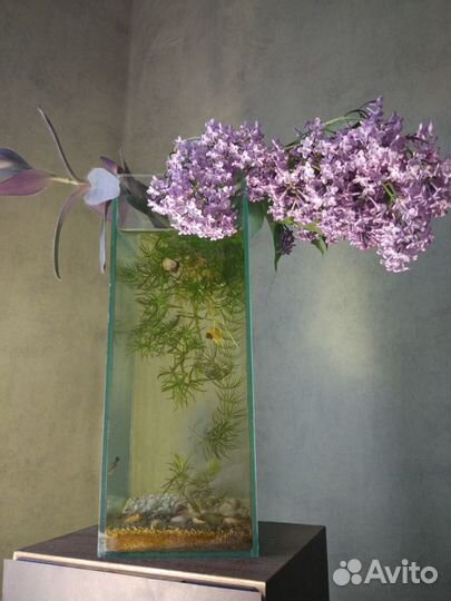 Ваза - аквариум