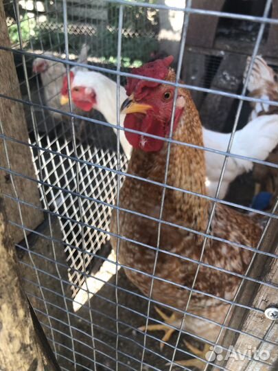Петушки 5месецев и куры квочки