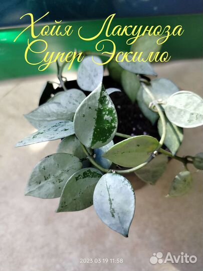 Хойи разные