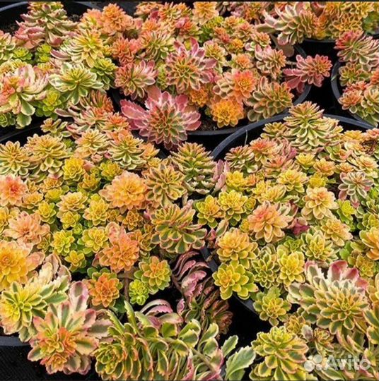 Очиток Миддендорфа Variegata (Вариегата),ук.черен