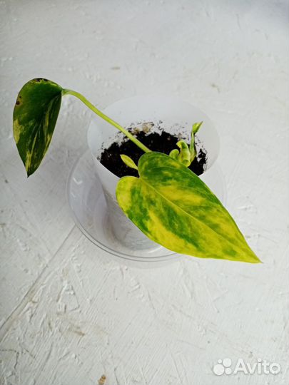 Сциндапсус