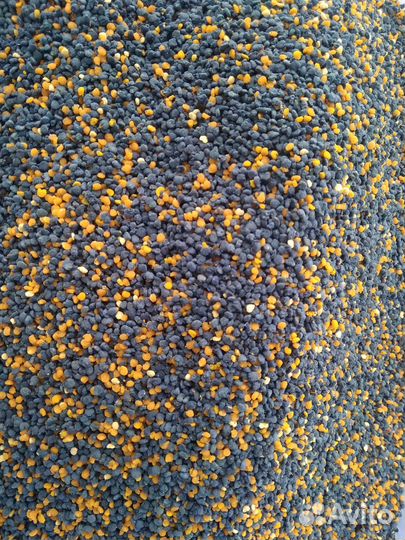 Пыльца пчелиная 2024г (лес)