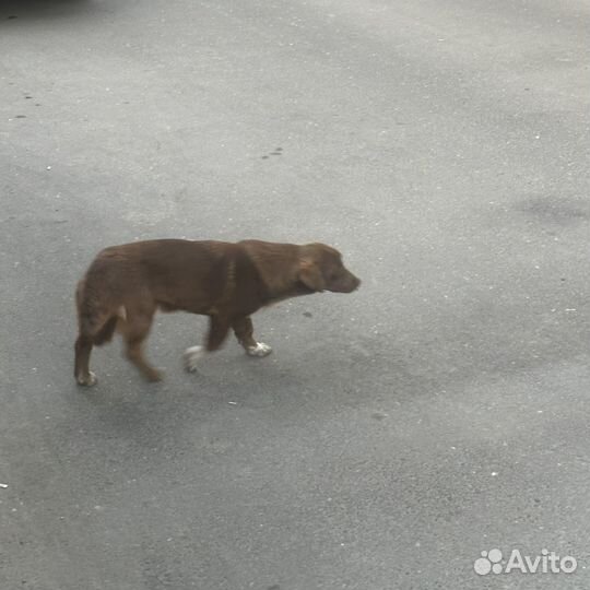 Собака щенок