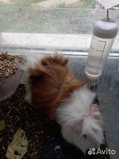 Морская свинка девочка