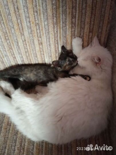 Кошка