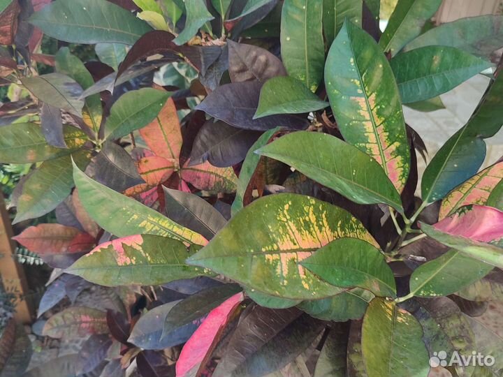 Кротон сорт Миссис Айстон