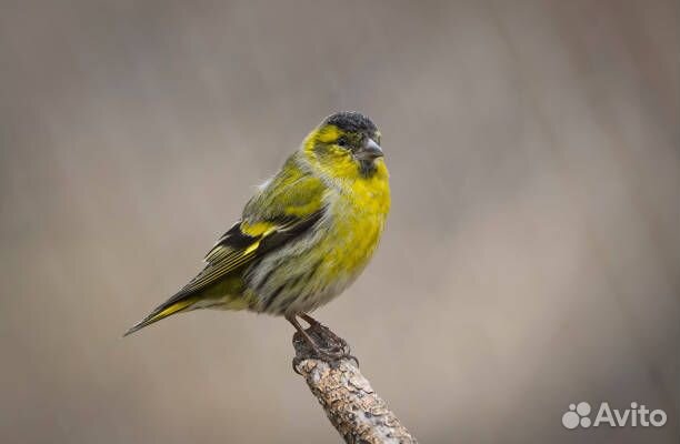 Лесные птицы: чиж, щегол, репел