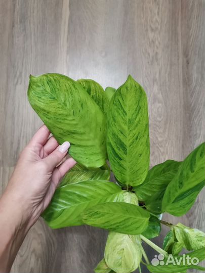 Ктенанте Е-Моррен/ Ctenanthe E-Morren