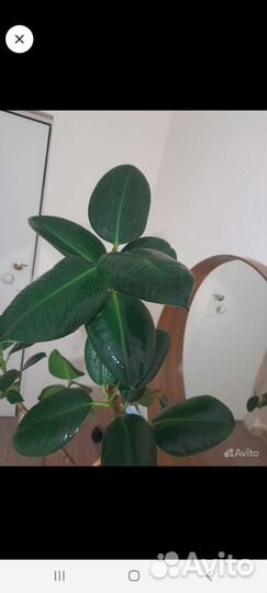 Фикус каучуконосный большой