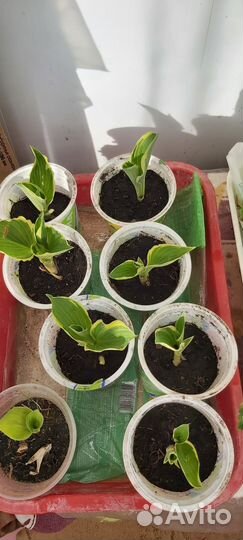 Хосты сортовые