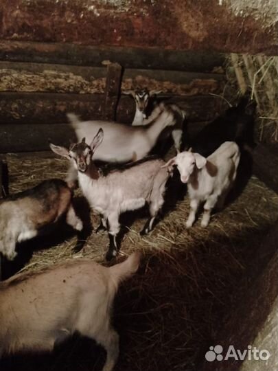 Продаются козы и козлята