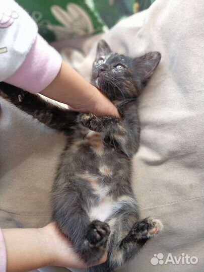 Кошки в добрые руки бесплатно