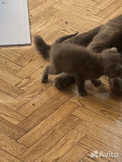 Британская кошка