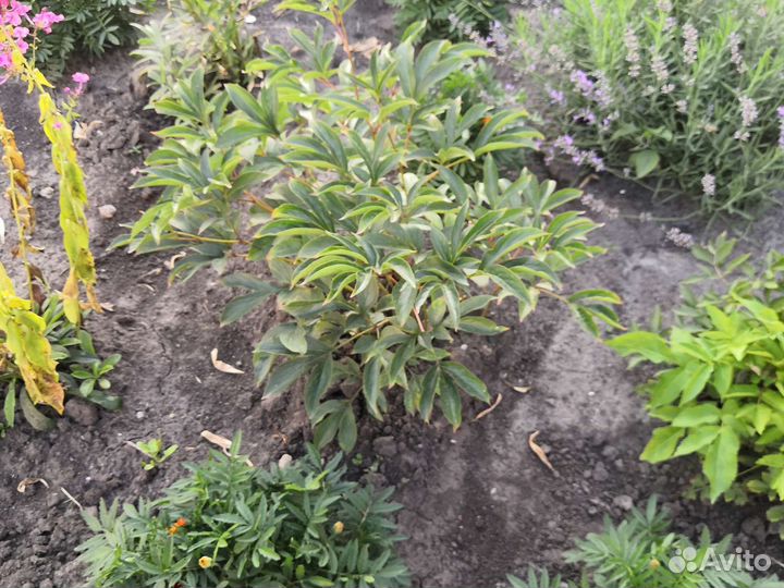 Пион розовый