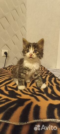 Котенок девочка 1,5 мес