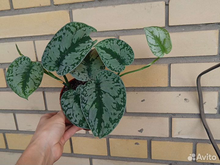 Сциндапсус эпипремнум,фикус альба,монстера мини