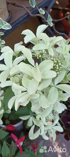 Гортензии метельчатые и древовидные