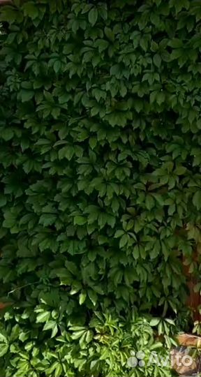 Саженцы девичий виноград