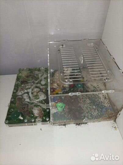 Муравьиная ферма с муравьями