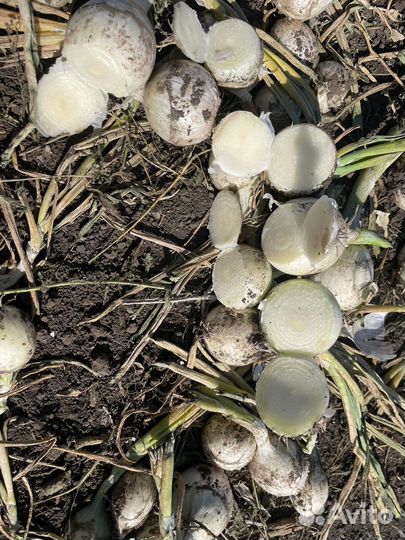 Лук на посадку на перо. Штутгарт и Стардаст