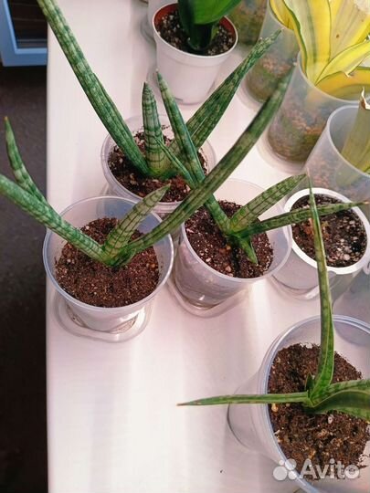 Сансевиерия Бонселенсис