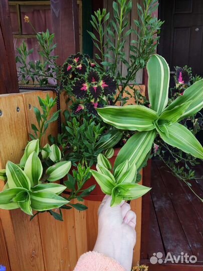 Традесканция