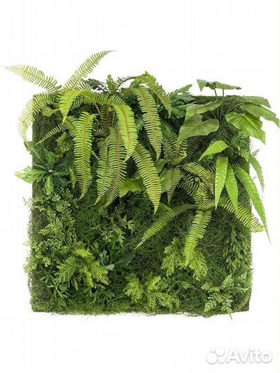 Озеленение интерьера, фитостены фитопанно деревья