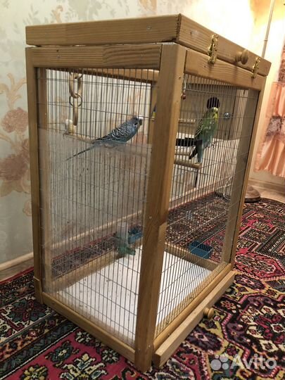 Волнистый попугай