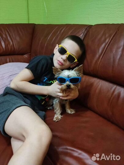 Йоркширский терьер мини вязка