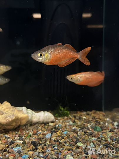 Глассолепис красный