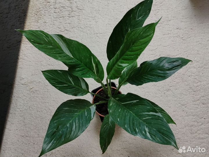 Спатифиллум Домино вариегатный