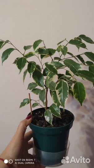 Фикус бенджамина