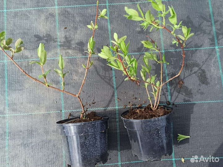 Жимолость канадских и российских сортов