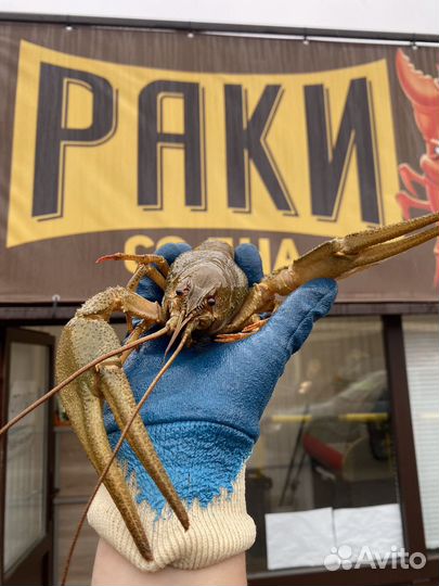 Живые раки с доставкой