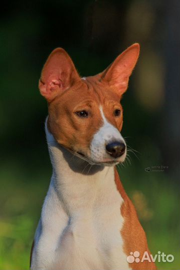 Вязка басенджи