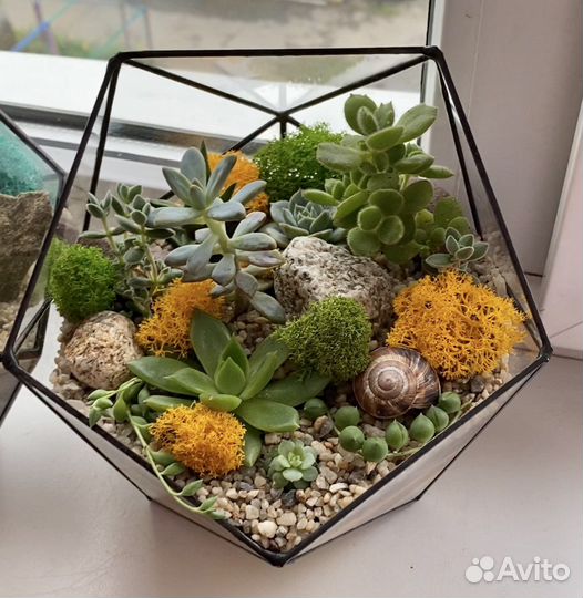 Флорариум «Икосаэндр»