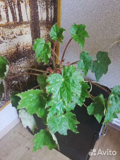 Комнатные цветы