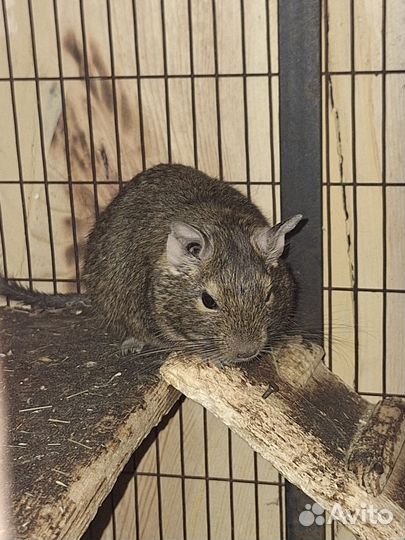 Белки с клетками