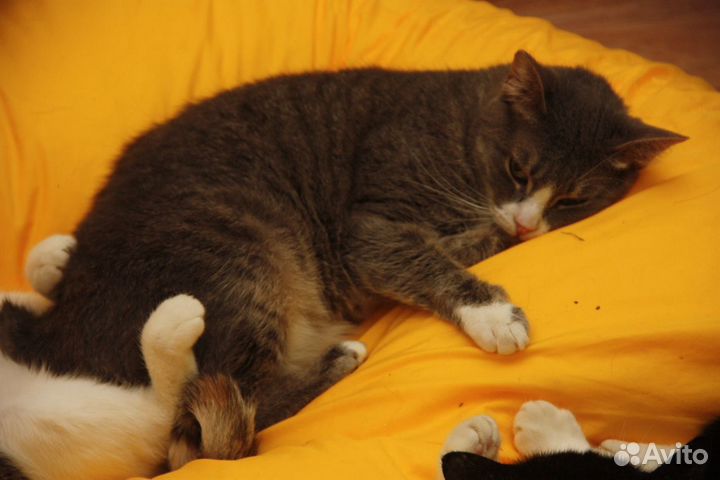 Мышка без хвостика