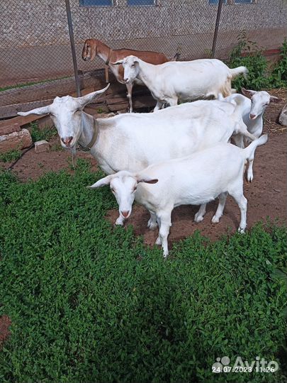 Коза дойная