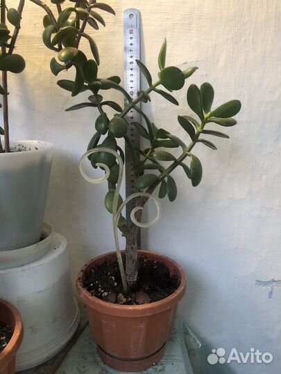 Крассула толстянка, толстянка хоббит