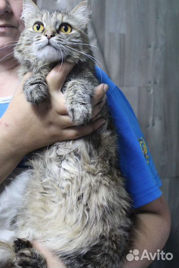 Кошечка Леся