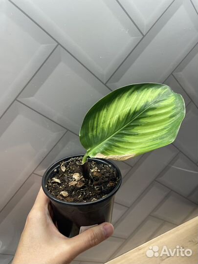 Калатея пинстрайп