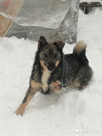 Лана - трехлапая девочка