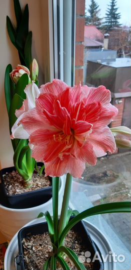 Гиппеаструм амариллис гиппиаструм