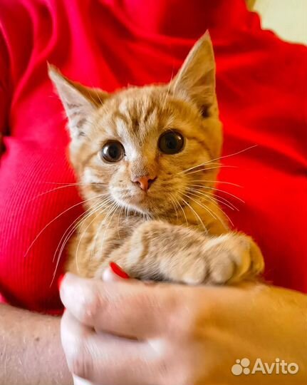 Малышка Лила в поисках дома